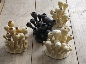 Handick_schleimpilze_0014